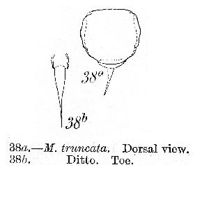 Murray, J (1913): Journal of the Royal Microscopical Society 33 